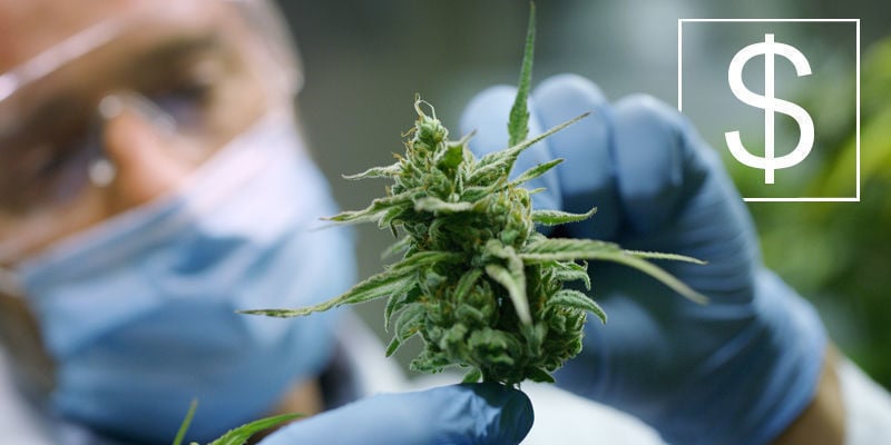 Was Ist Der Bestbezahlte Job In Der Cannabisbranche?
