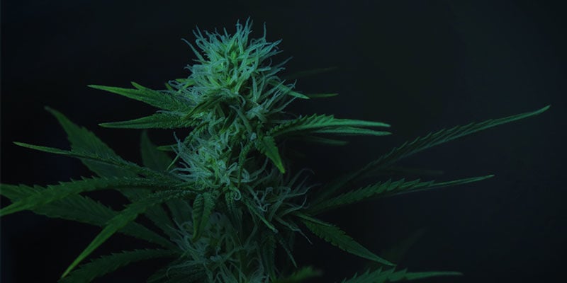 Wie man die Blütephase von Cannabispflanzen mithilfe von Lichtentzug kontrollieren kann: Indoor