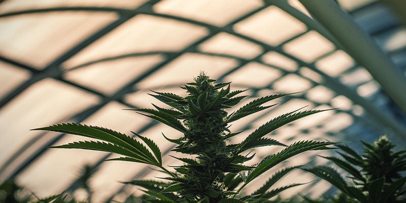 Wie man die Blütephase von Cannabispflanzen mithilfe von Lichtentzug kontrollieren kann: Lichtentzug im Gewächshaus