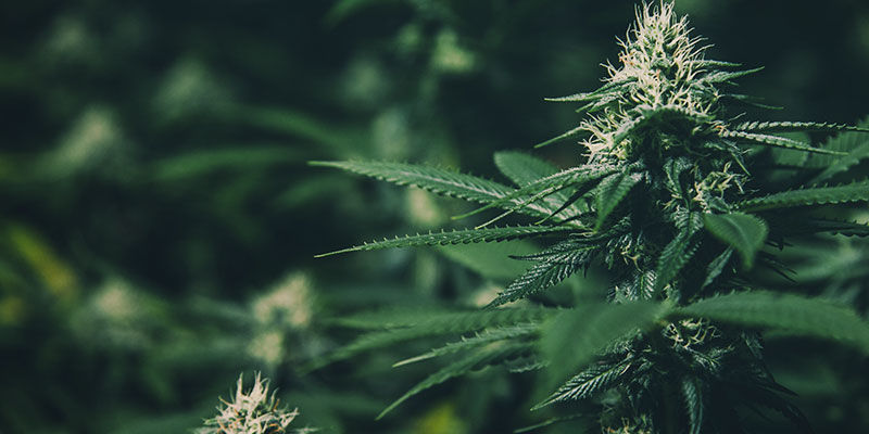 Wie Du Die Blütephase Von Cannabispflanzen Mithilfe Von Lichtentzug Kontrollierst: Was ist Lichtentzug beim Anbau von Cannabis?