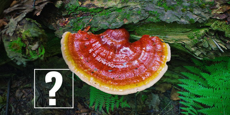 Reishi-Pilze: Sind die Aufregung wert