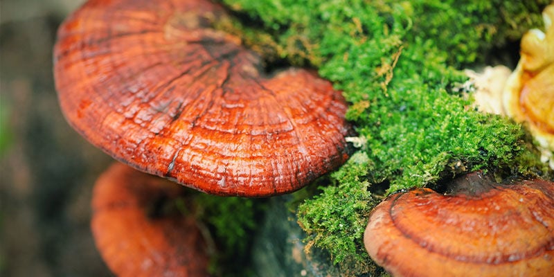 Was ist Reishi-Pilz (Ganoderma lucidum)