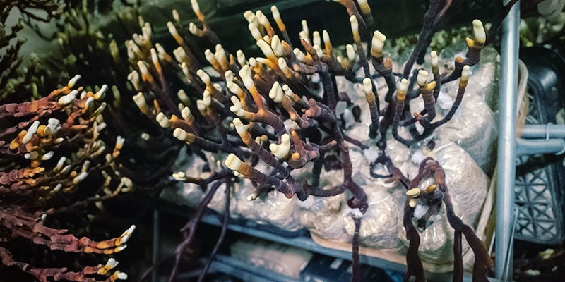 Wo wachsen Reishi-Pilze