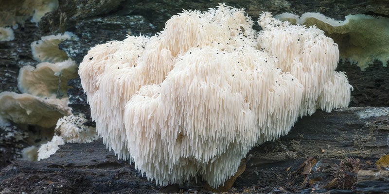 Wie sieht Löwenmähnen-Pilz aus