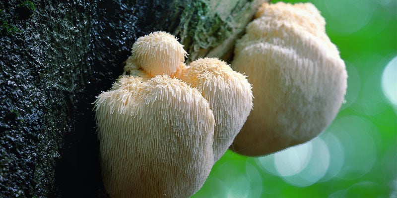 Löwenmähnen-Pilz (Hericium Erinaceus)