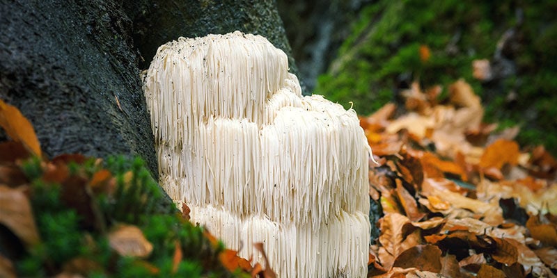 Wo und wie wächst Löwenmähnen-Pilz