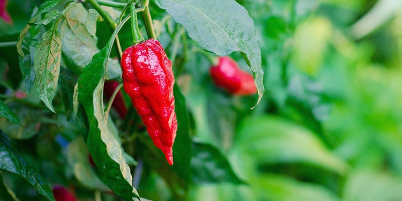 Wie Lange Dauert Das Wachstum Von Bhut Jolokia?