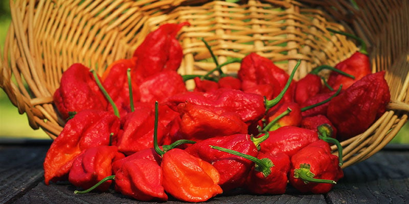 Was Ist Bhut Jolokia?