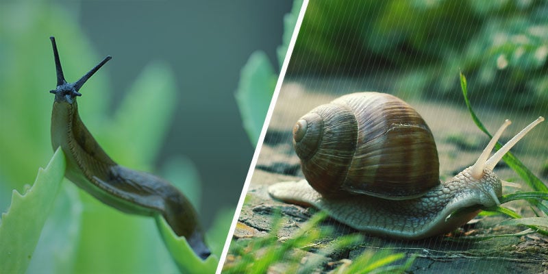 Sind Schnecken Und Nacktschnecken Dasselbe?