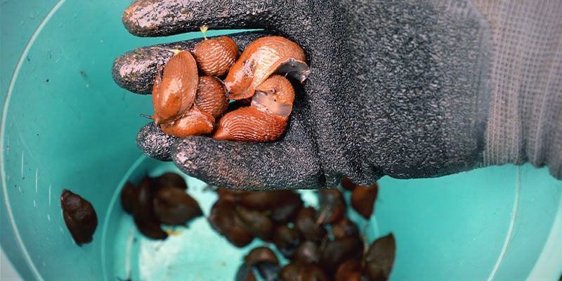 Nacktschnecken Und Schnecken Manuell Entfernen