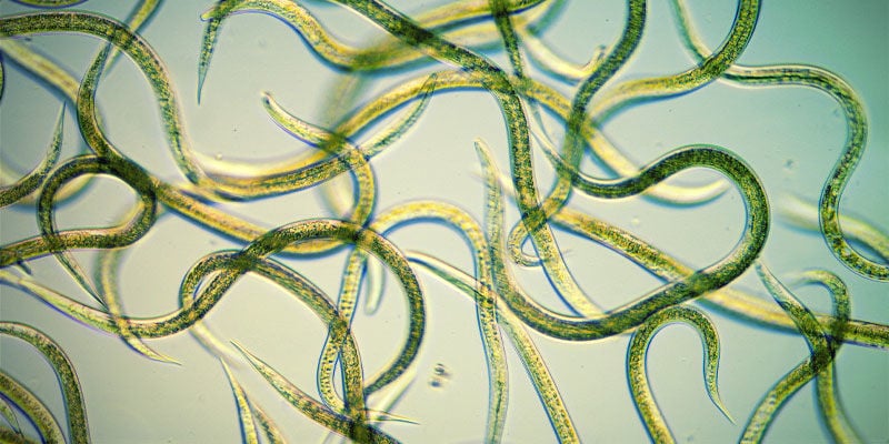 Verwendung Von Nematoden