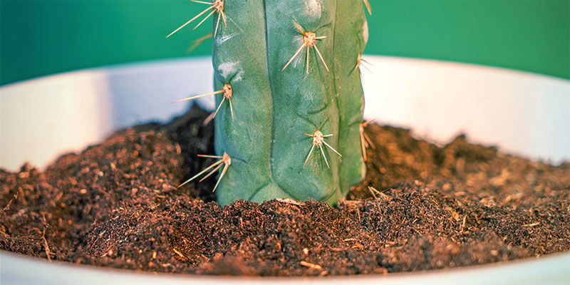 Wie Man Echinopsis Zamnesiana Züchtet