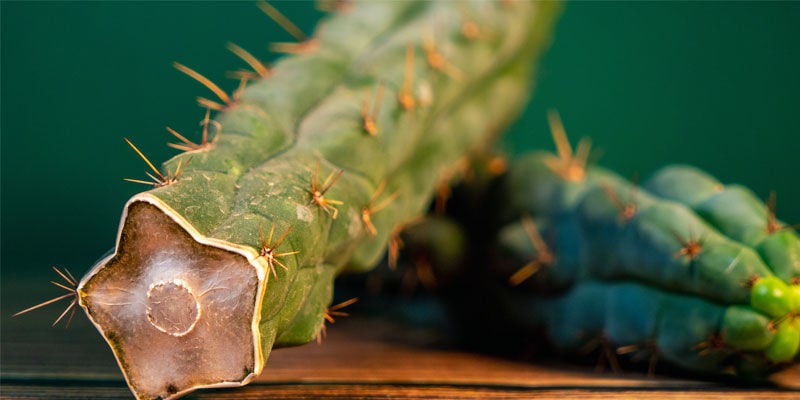 Wie Man Echinopsis Zamnesiana Identifiziert