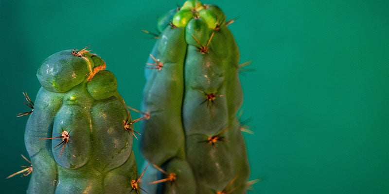 Was Ist Echinopsis Zamnesiana?