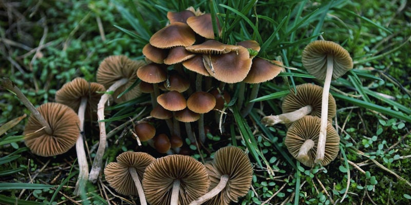 Blaufuß-Samthäubchen (Conocybe Cyanopus)