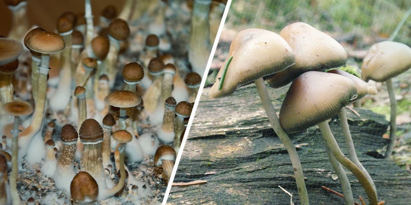 Wie Viele Arten Von Magic Mushrooms Gibt Es?
