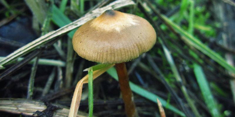 Stattlicher Kahlkopf (Psilocybe Azurescens)