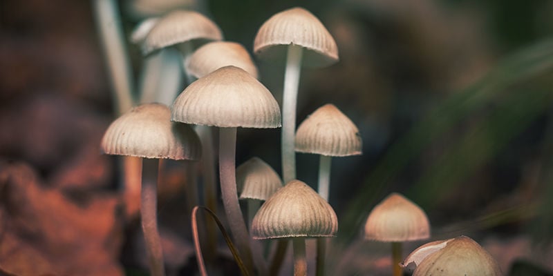 Böhmischer Kahlkopf (Psilocybe bohemica)