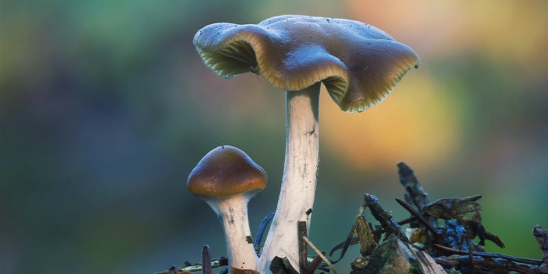 Blauender Kahlkopf (Psilocybe Cyanescens)