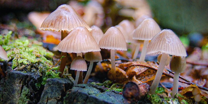 Spitzkegeliger Kahlkopf (Psilocybe Semilanceata)