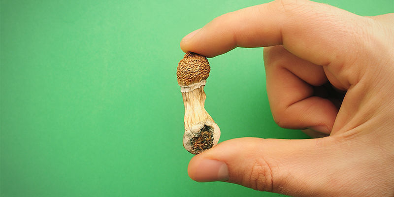 Die Definition Von  Magic Mushrooms