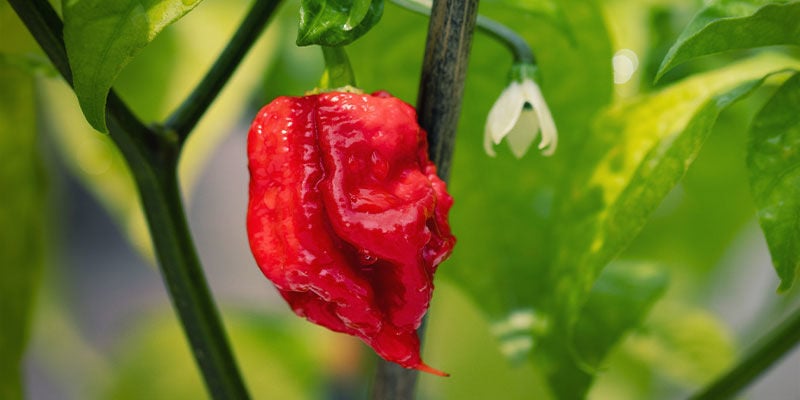 Schärfsten Chilis: Carolina Reaper