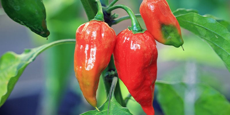 Schärfsten Chilis: Bhut Jolokia