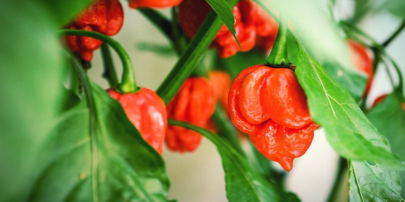 Schärfsten Chilis: Trinidad Moruga Skorpion