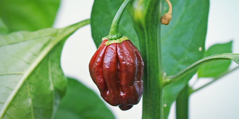 Schärfsten Chilis: Chocolate Bhutlah