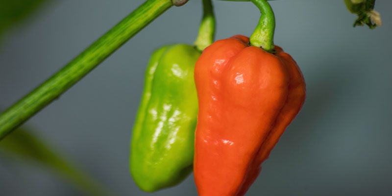 Schärfsten Chilis: 7 Pot Douglah