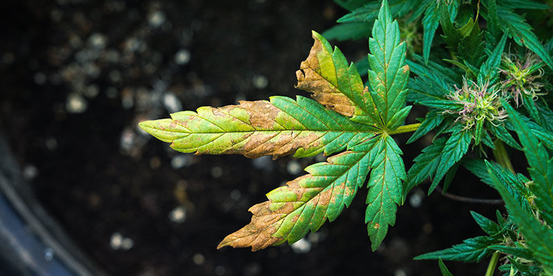 Kann Fledermausguano Cannabispflanzen Verbrennen?