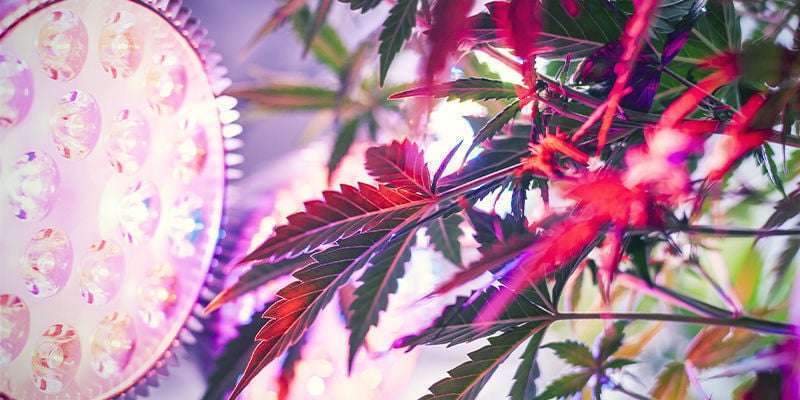 Wie Richtet Man Eine Eeitliche Beleuchtung Für Cannabispflanzen Ein?