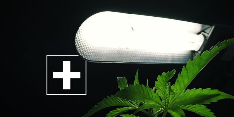 Die Vorteile Einer Seitlichen Beleuchtung Für Cannabis