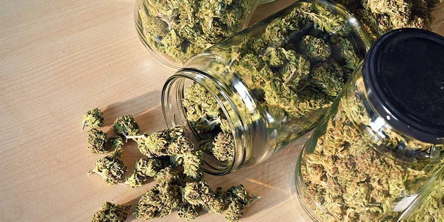 Die besten Cannabissorten für Genusszwecke