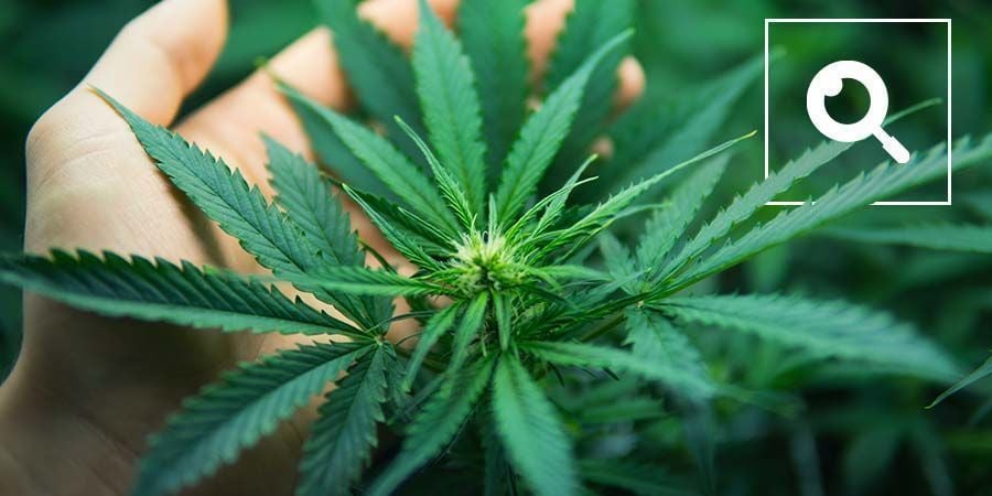 Zum Verständnis der Cannabis-Terminologie