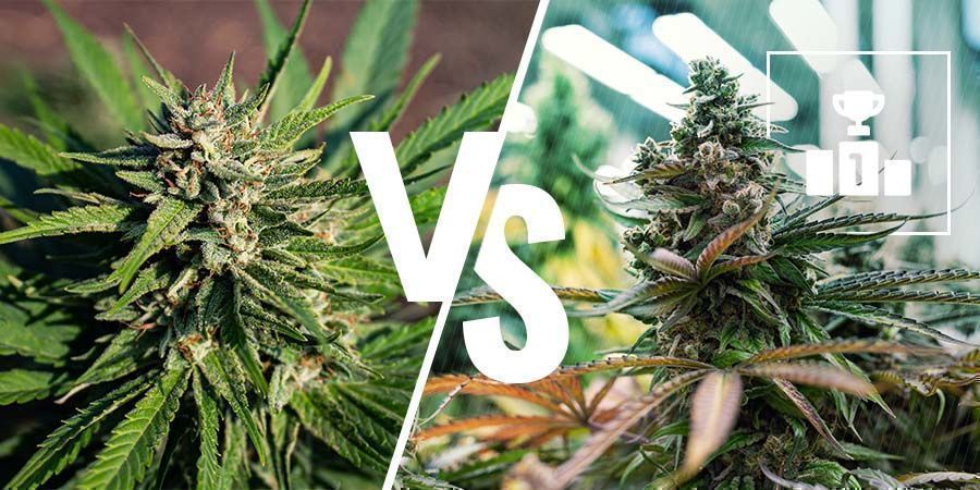 Was ist besser: medizinisches oder Freizeitcannabis?