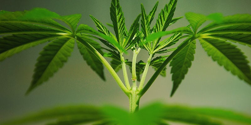 Was Sind Cannabis-Mutationen?