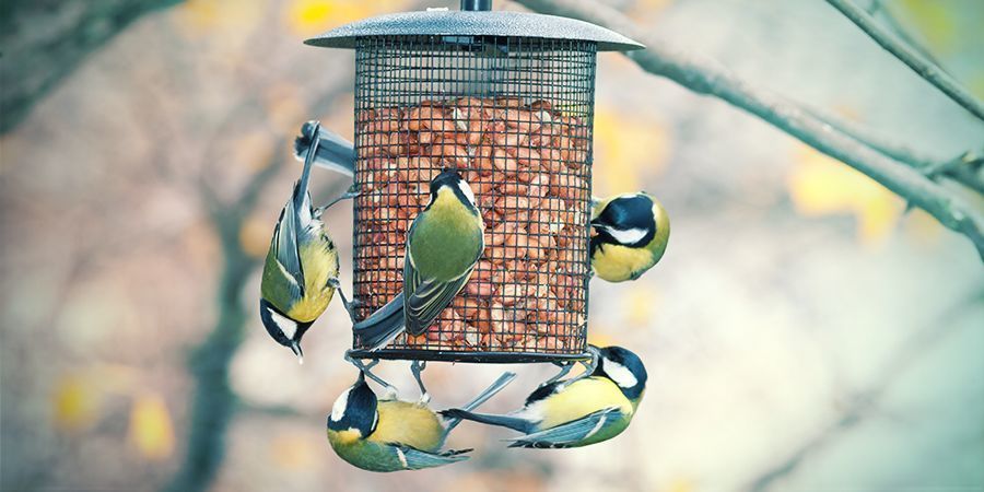 Verwendungen von Hanf: Tierfutter