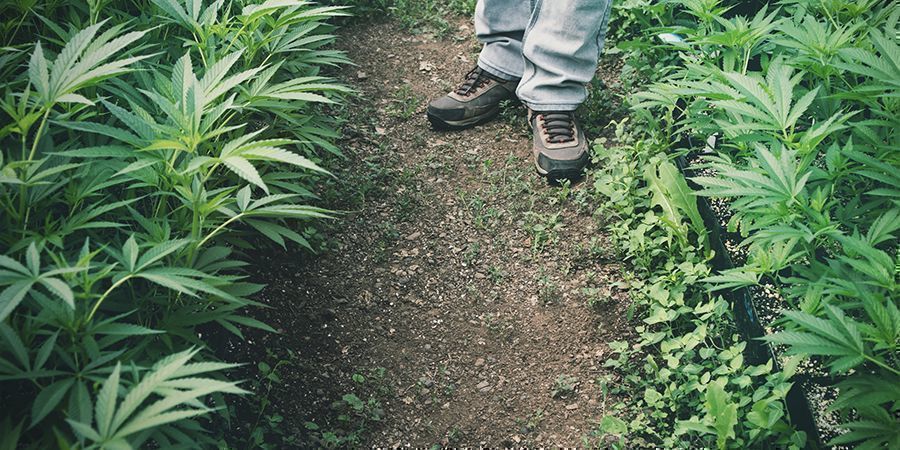 Verwendungen von Hanf: Landwirtschaft (Bioremediation)