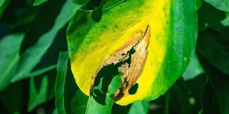 Phytophthora-Wurzelfäule