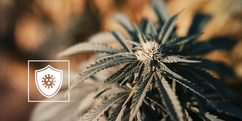 Kann Cannabis Im Kampf Gegen COVID-19 Helfen?