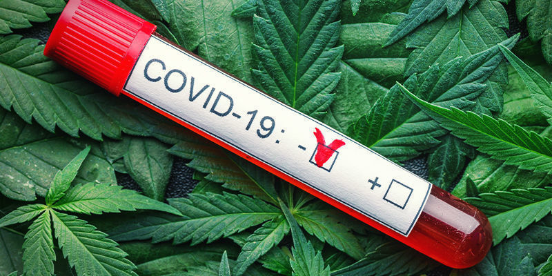 Wie Könnte Cannabis Die COVID-Infektion Beeinflussen?