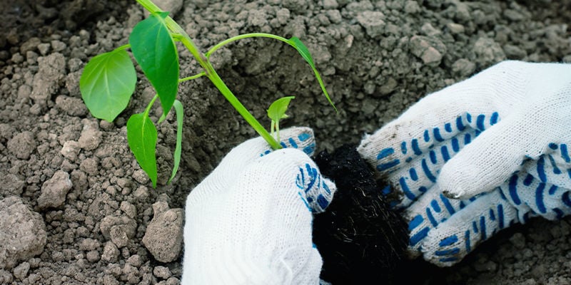 Umsetzen In Ein Gartenbeet Oder Einen Großen Behälter