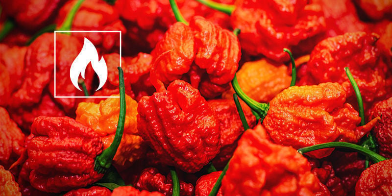 Wie Scharf Ist Der Carolina Reaper?