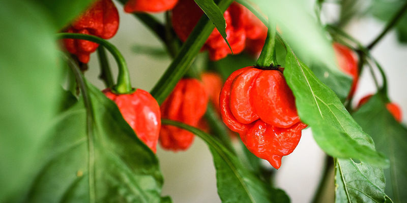 Wie Man Carolina Reaper Anbaut