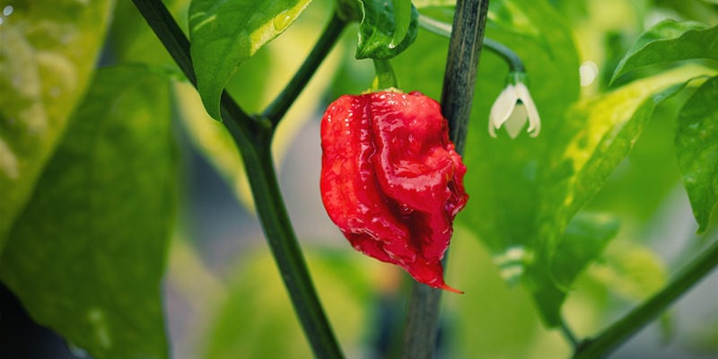 Was Ist Der Carolina Reaper?