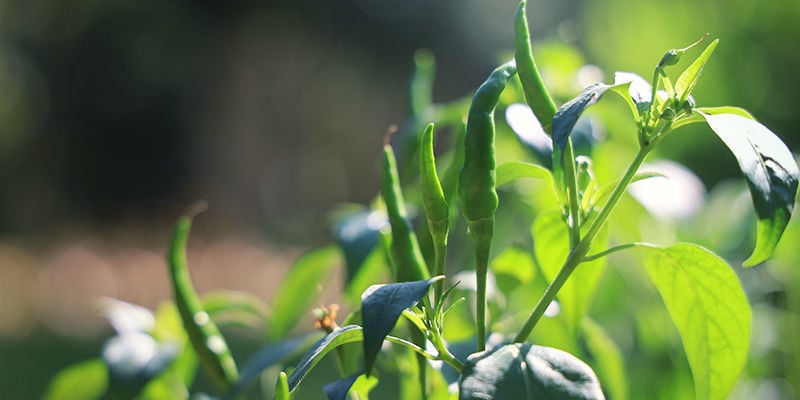 Wie Man Cayenne Long Slim Chilis Anbaut