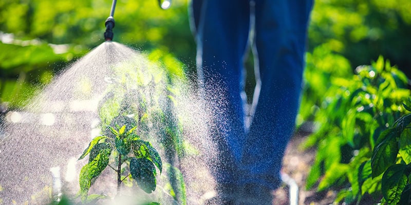 Sind Natürliche Pestizide Besser Als Synthetische?