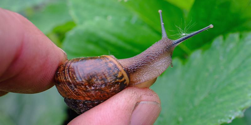 Pflanzenschädlinge Auf Natürlichem Wege Loswerden