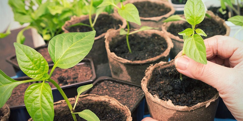 Abhärten Von Chilipflanzen: Zwei-Schritte-Anleitung